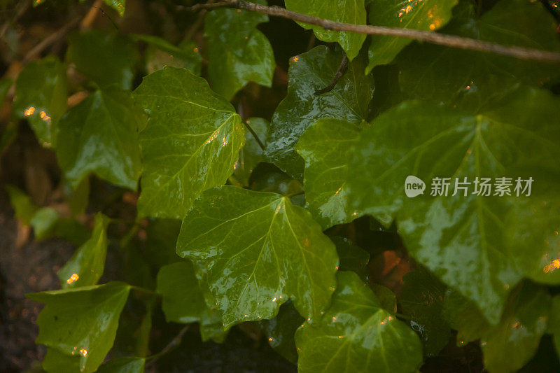 潮湿和多雨的