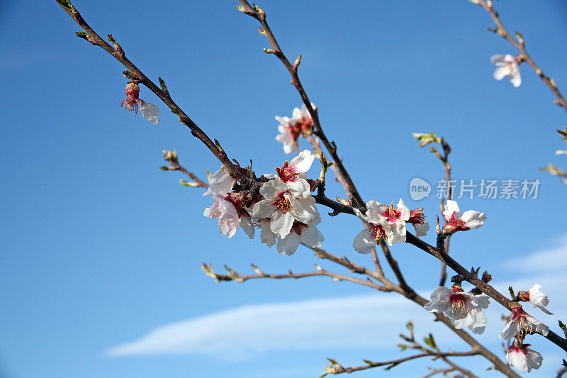 杏仁树开花