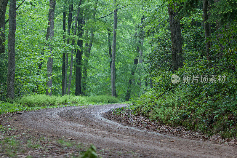 森林中蜿蜒道路