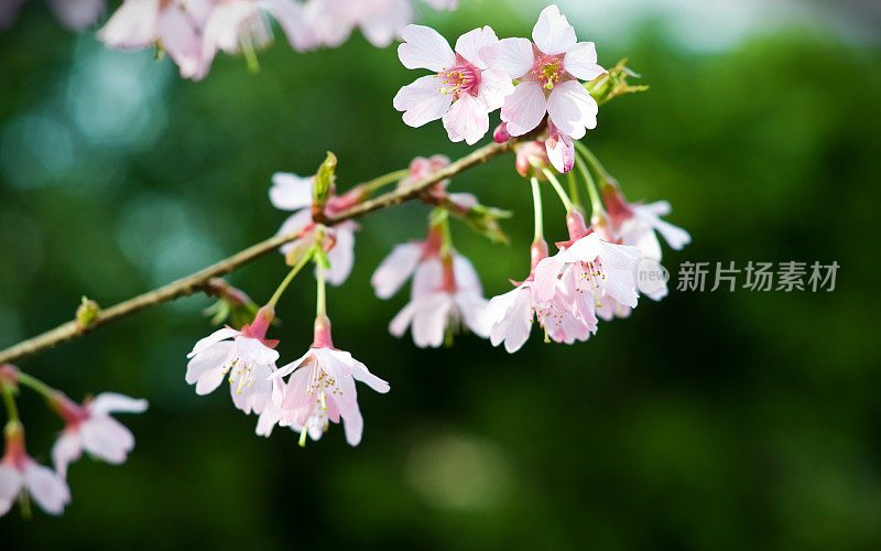 日本樱花