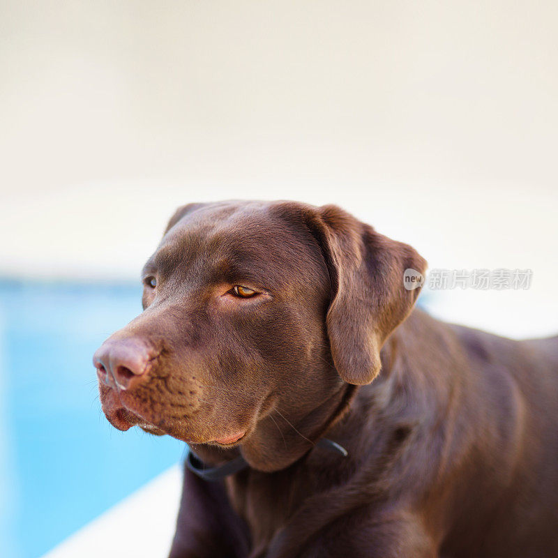 巧克力拉布拉多寻回犬