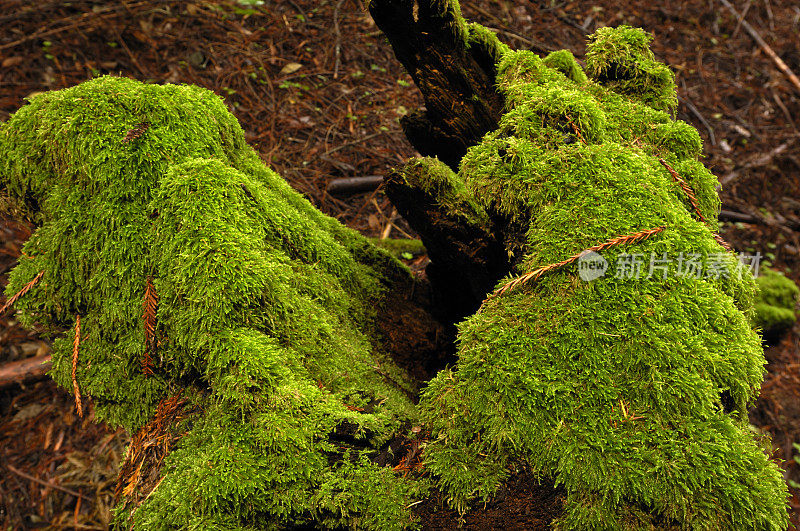 苔藓覆盖的原木的特写