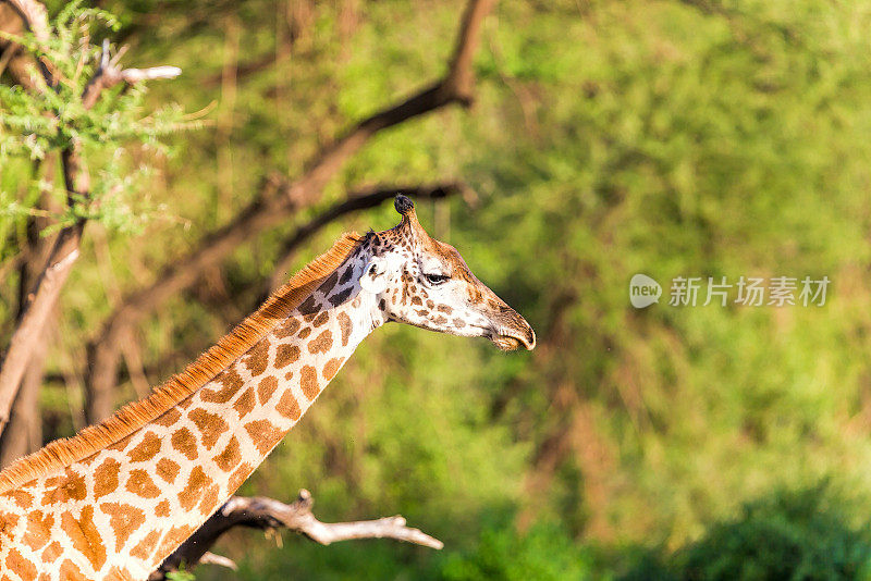 长颈鹿的脖子和树早午餐