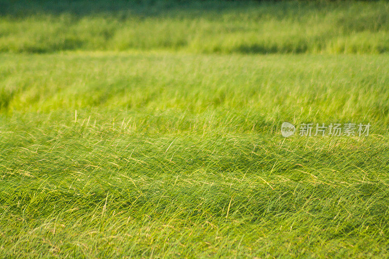 高大的草原上的高草在夏日的微风中弯曲
