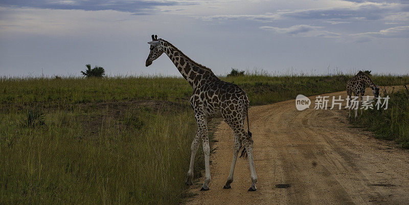 萨法里路上的长颈鹿