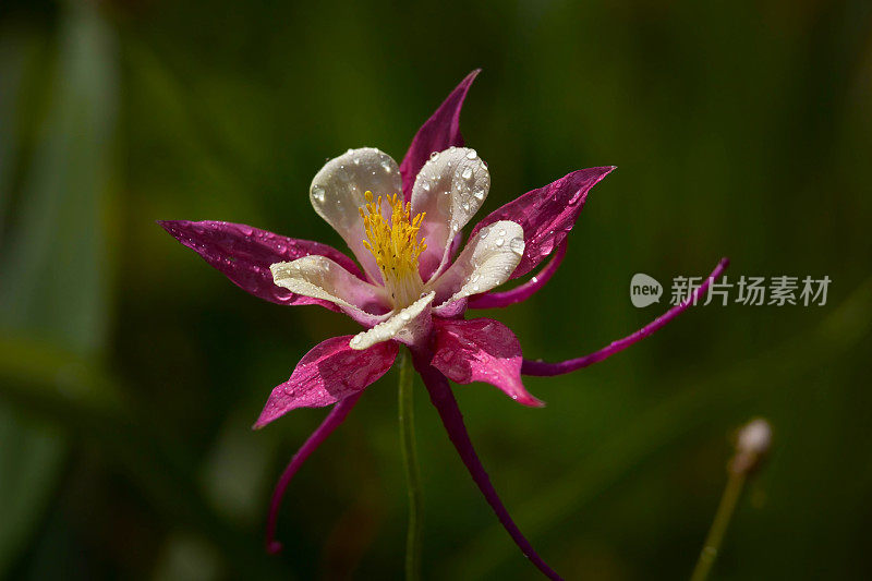 小雨打在花