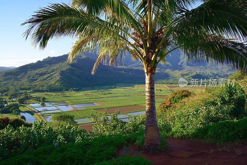 哈纳雷山谷观景台，夏威夷考艾岛