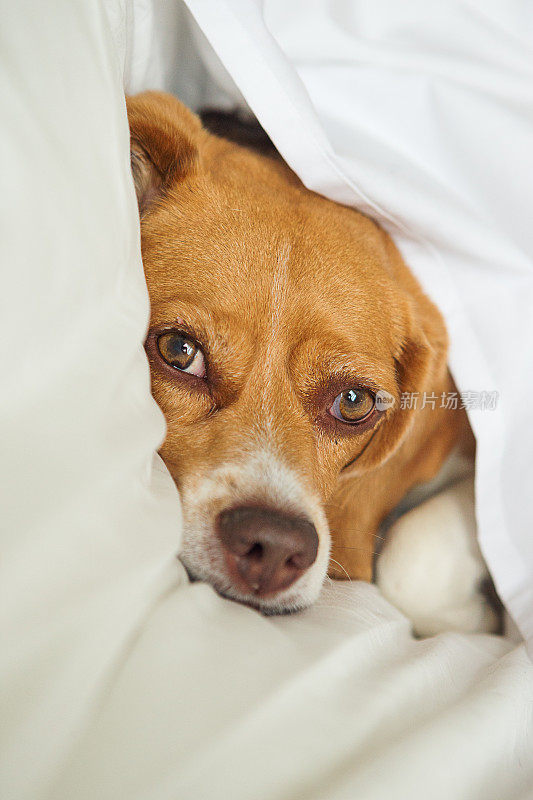 比格犬躺在床上