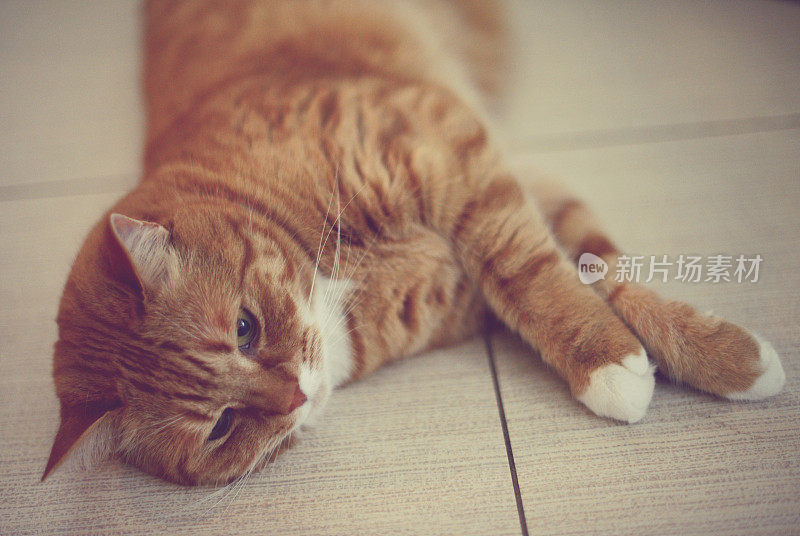 美丽的猫品种英国短毛猫躺在地板上