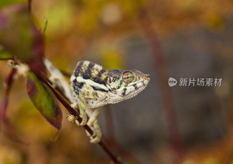 黑豹变色龙（富西弗帕达利斯）