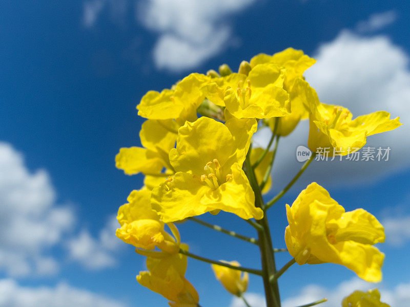 蓝蓝的天空和小云映衬着油菜花