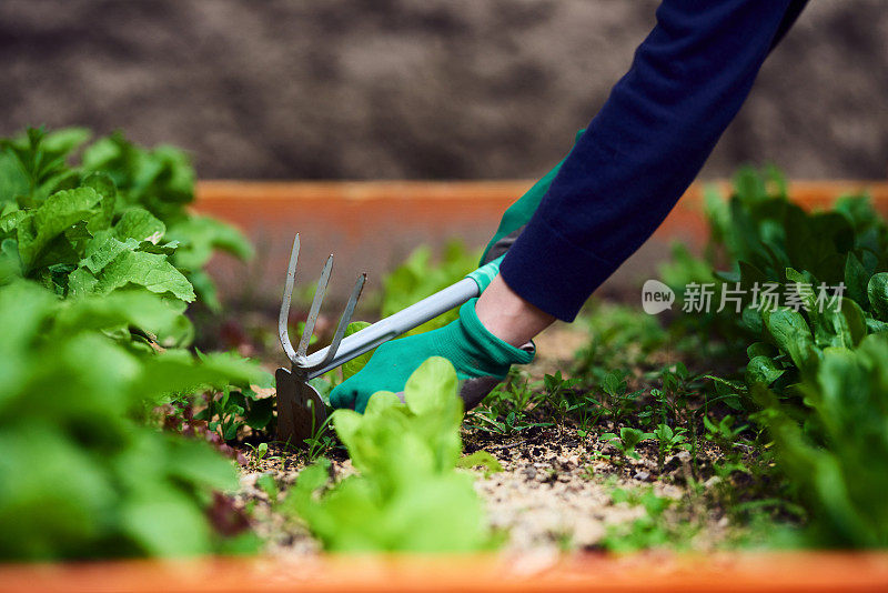 种植蔬菜