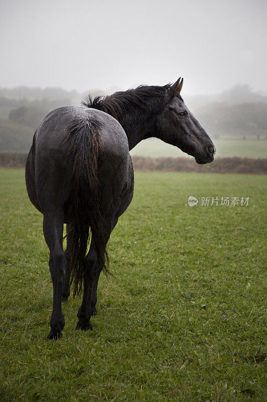 雾中的黑马