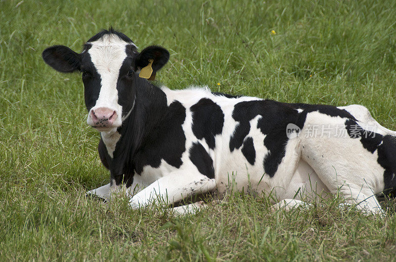 小牛犊坐在草地上