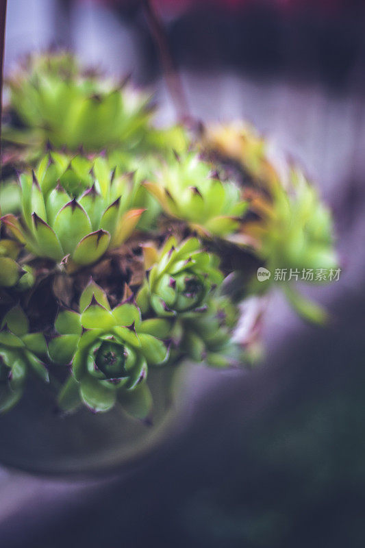 一束多肉顶生植物在阳光下生长在地上