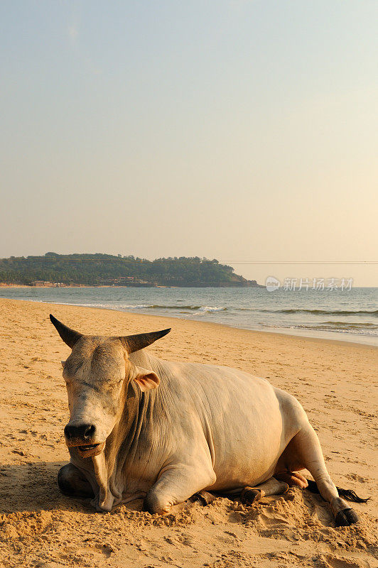印度果阿海滩上的大母牛
