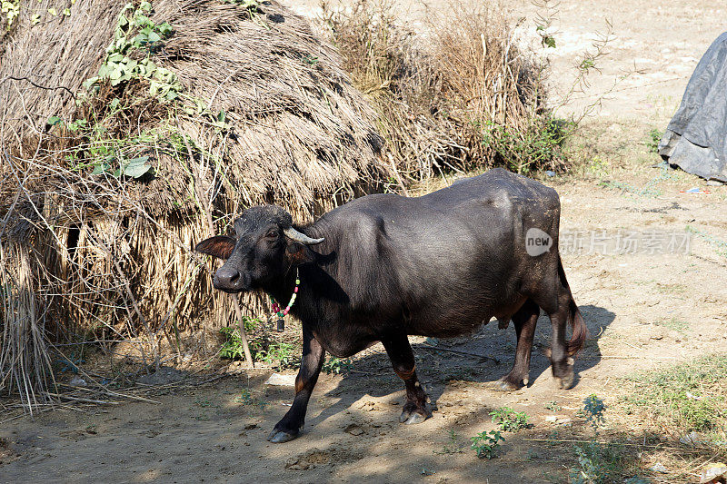 印度路边的黑牛