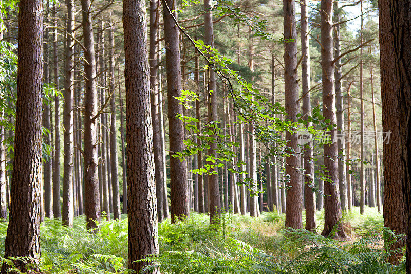 英格兰汉普郡新森林的树木