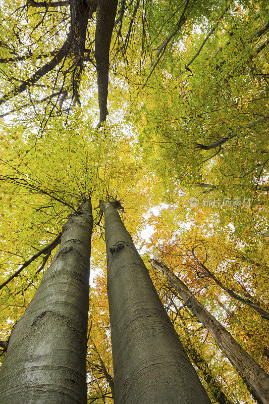 高大挺拔的树在秋天的森林