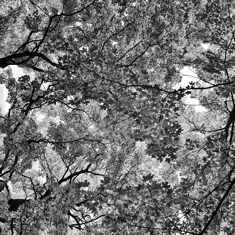 黑色和白色的树顶森林树冠，橡树，枫叶
