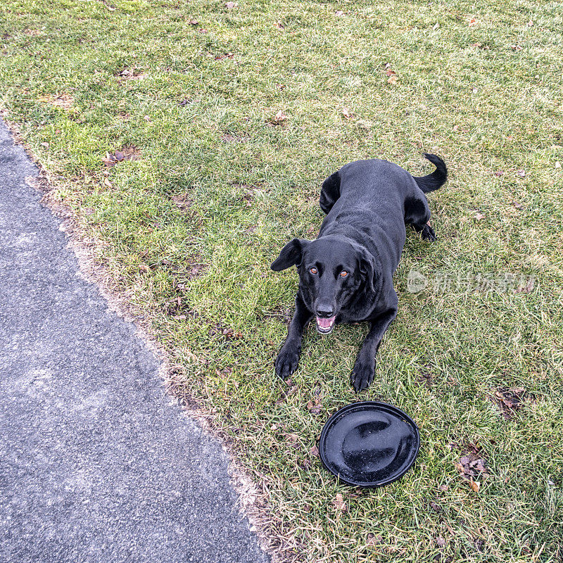 爱玩的混合品种拉布拉多猎犬在等待飞盘玩具