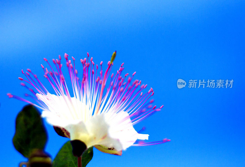 野生地中海刺山柑花，蓝天背景