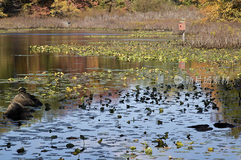 秋天的背景与鸟屋和植物反射湖