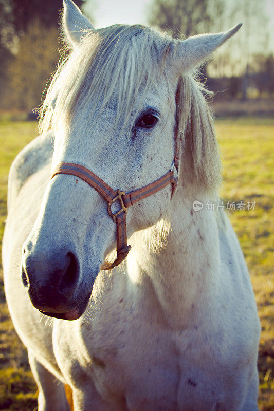 美丽的白色的马