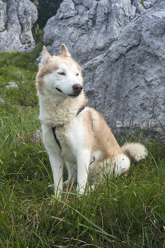 欧洲斯洛文尼亚阿尔卑斯山脉上的柴犬坐在草地上