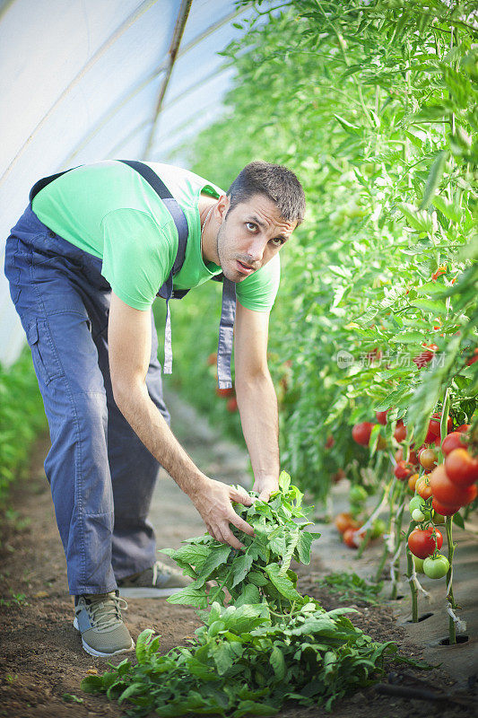 年轻的农民捡起西红柿叶子