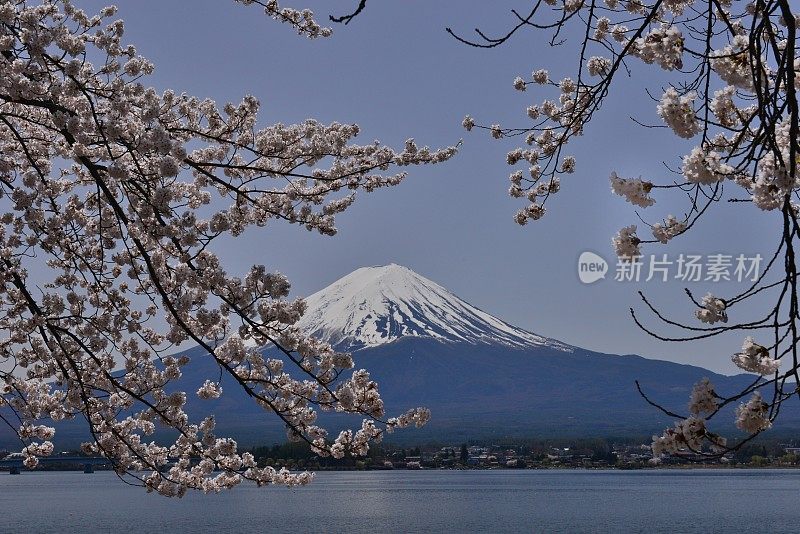 富士山和川口湖的樱花