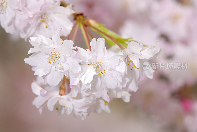 春暖花开，樱花盛开