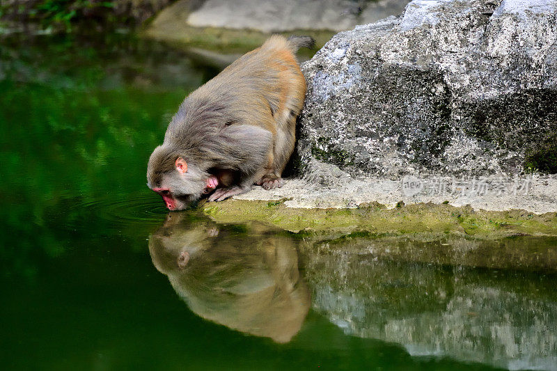 喝水母猴