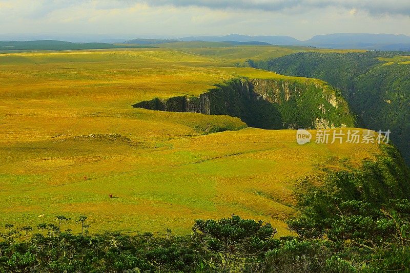 在峡谷草甸之上，巴西大南里约热内卢的小奶牛