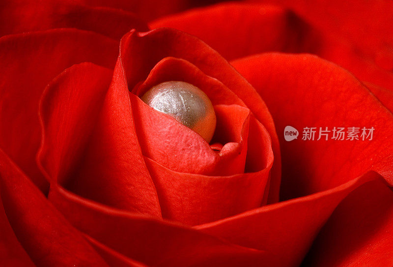 红玫瑰和珍珠