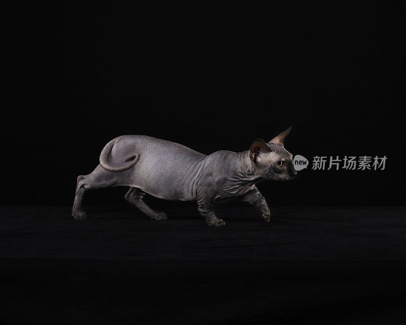 Sphynx猫