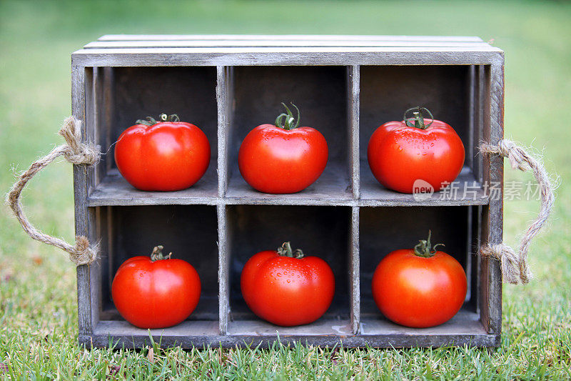 装在箱子里的番茄