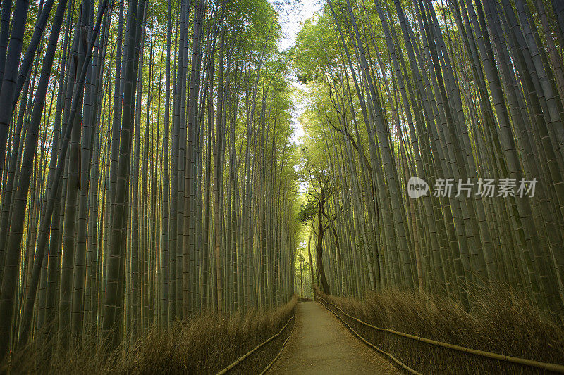 日本京都佐野岚山竹沟森林