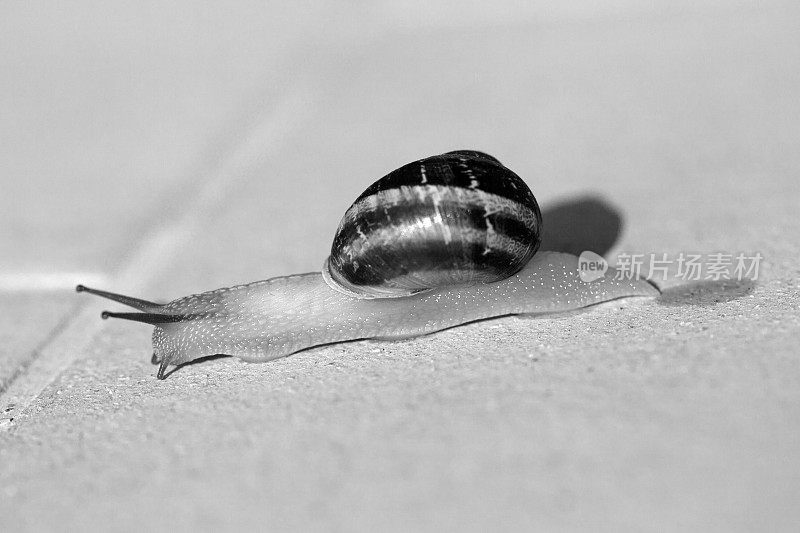 蜗牛缓慢移动