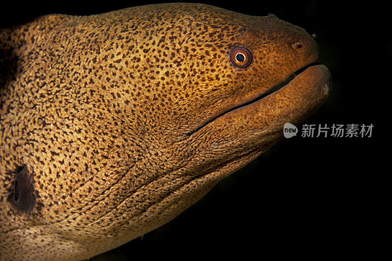 海洋生物-巨型海鳗