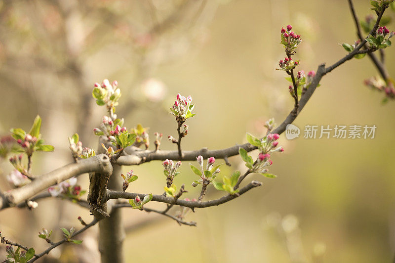 苹果花