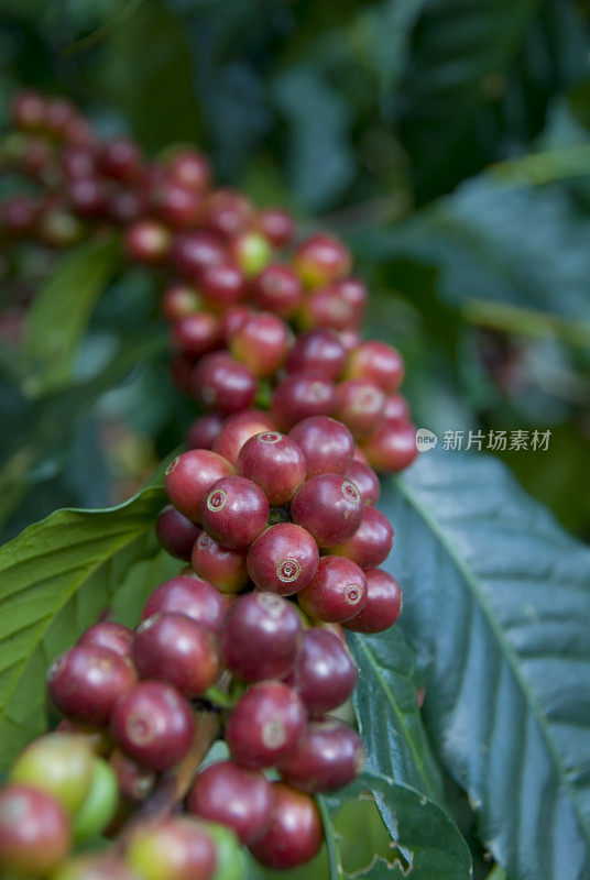 成熟的咖啡樱桃