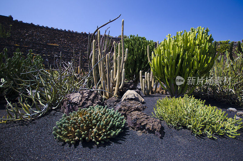 卡纳利群岛兰萨罗特的仙人掌农场和植物