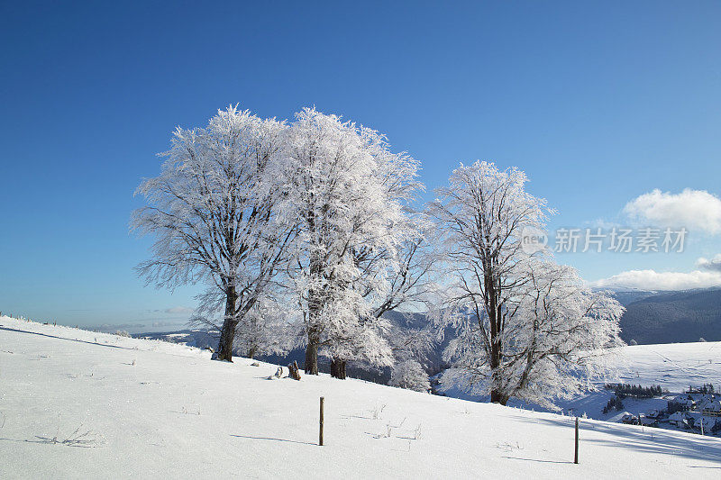 黑森林冬天的雪景