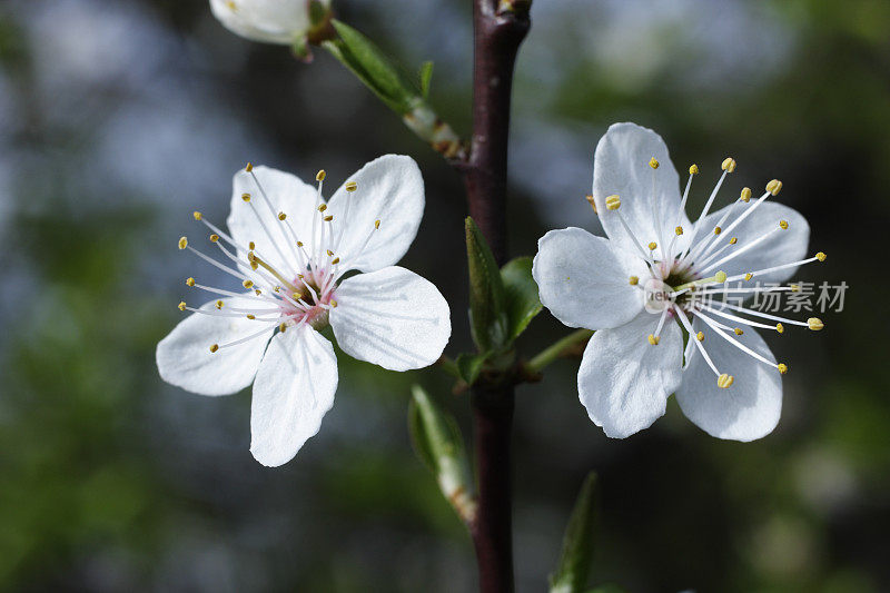 两朵春天盛开的白花