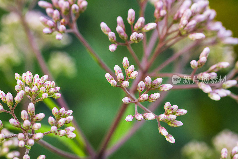 乔·派伊花园里的杂草