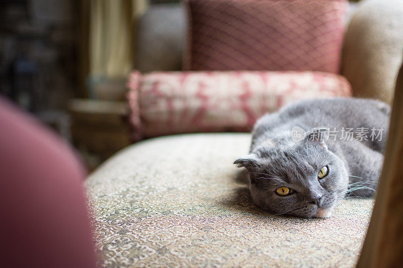 美丽的灰色苏格兰折猫在室内休息