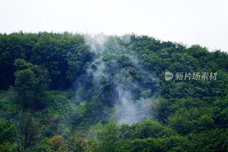 水汽从树林中升起