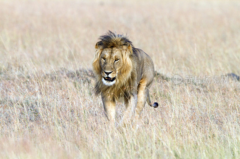 行走的小狮子，马赛马拉，肯尼亚