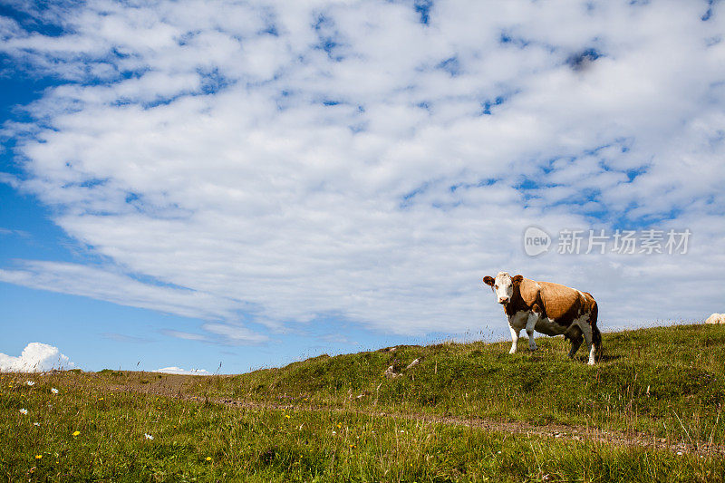 苏格兰斯凯牧场上的奶牛